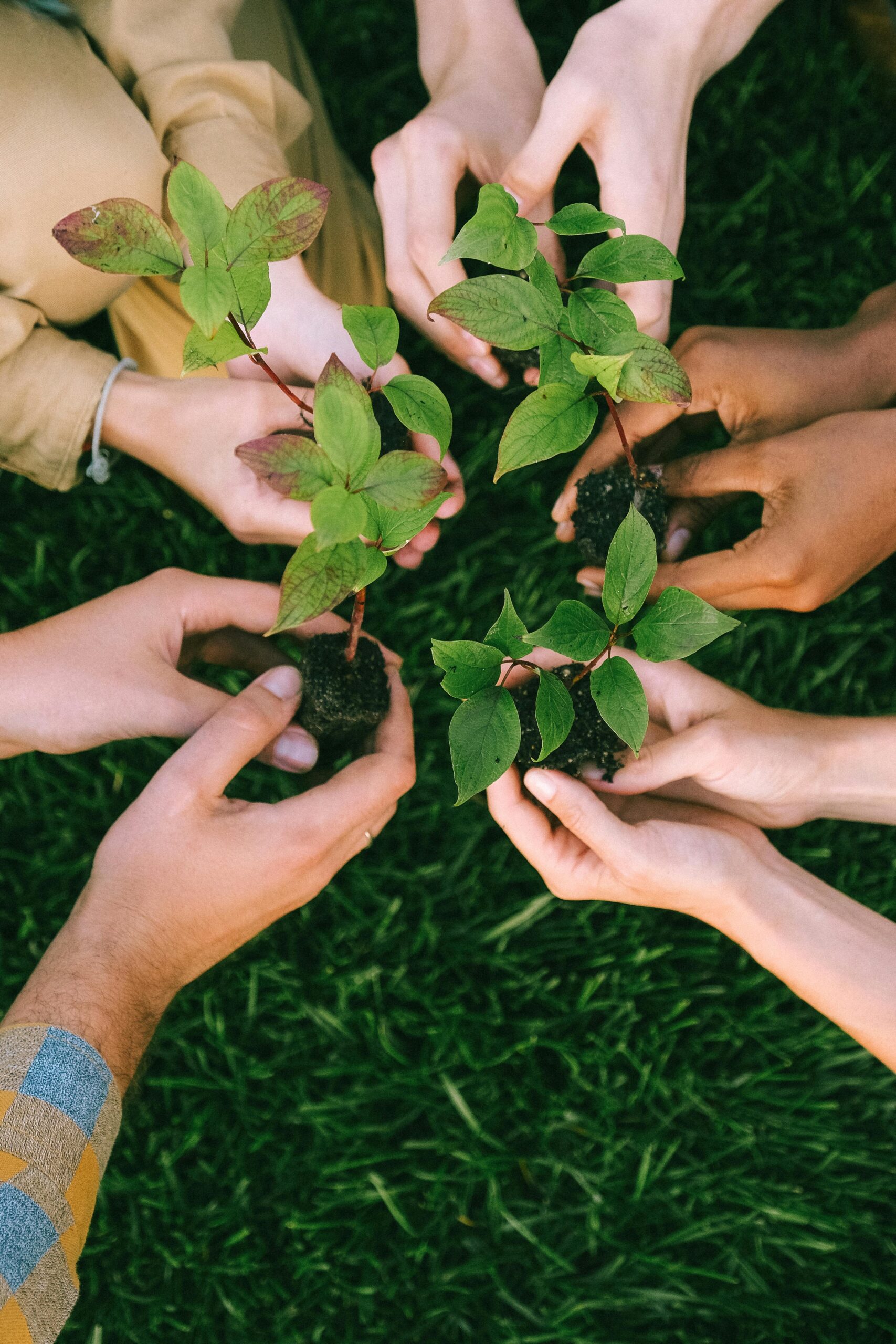 ESG & Sustainability Group of diverse people planting tree saplings together, symbolizing sustainability and teamwork.